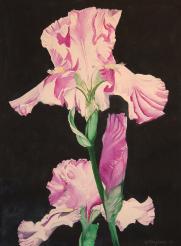 iris